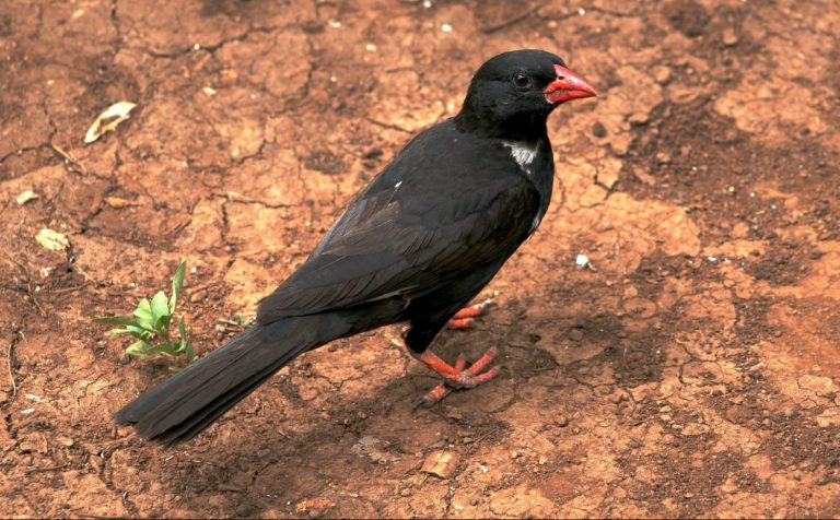 doppio fallo bubalornis