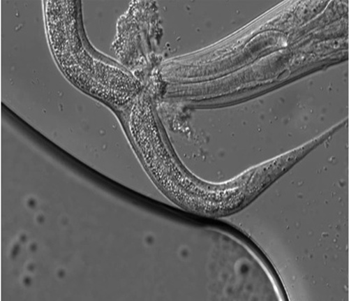 Scene di caccia al microscopio