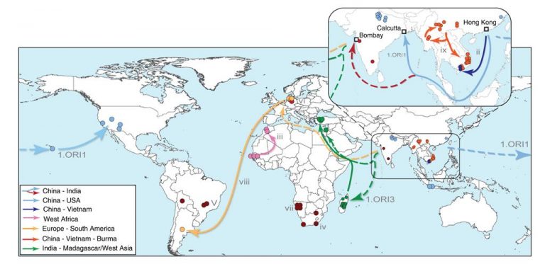 epidemie di peste