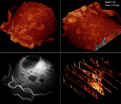 Cellule colte sul fatto. In 3D