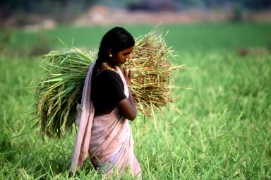 Fame nel mondo: allarme Fao sull’altalena dei prezzi