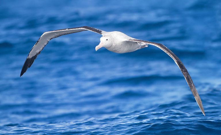 Il segreto del volo degli albatri