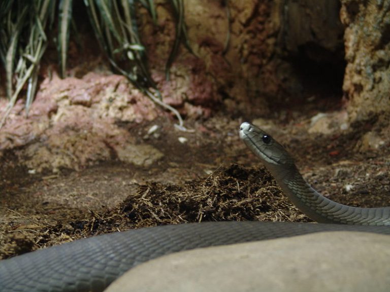 Dal mamba nero un analgesico migliore della morfina