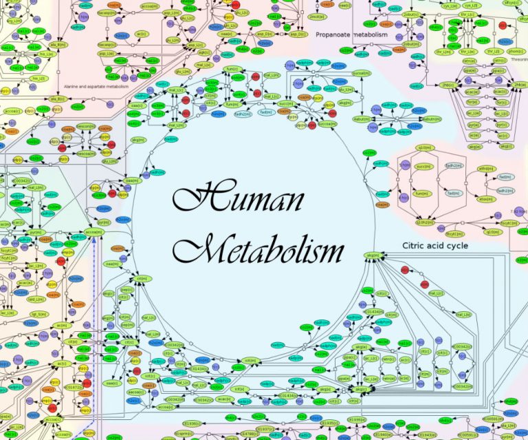 La Google Map del metabolismo