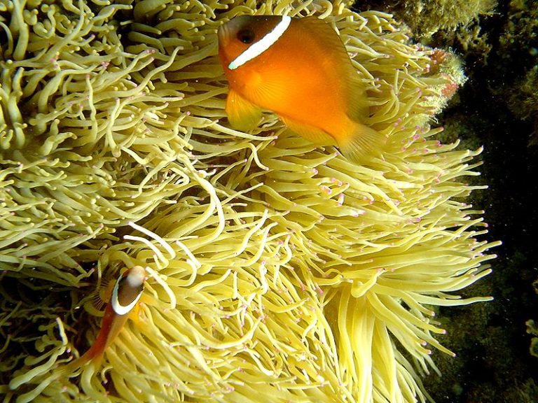 Contro l’obesità c’è l’anemone di mare