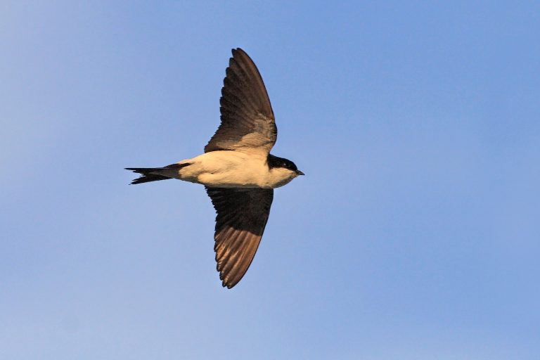 Chi ha visto una rondine in cielo?