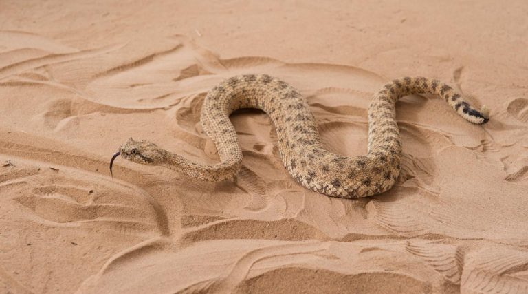 Ecco il serpente robot che scala le dune