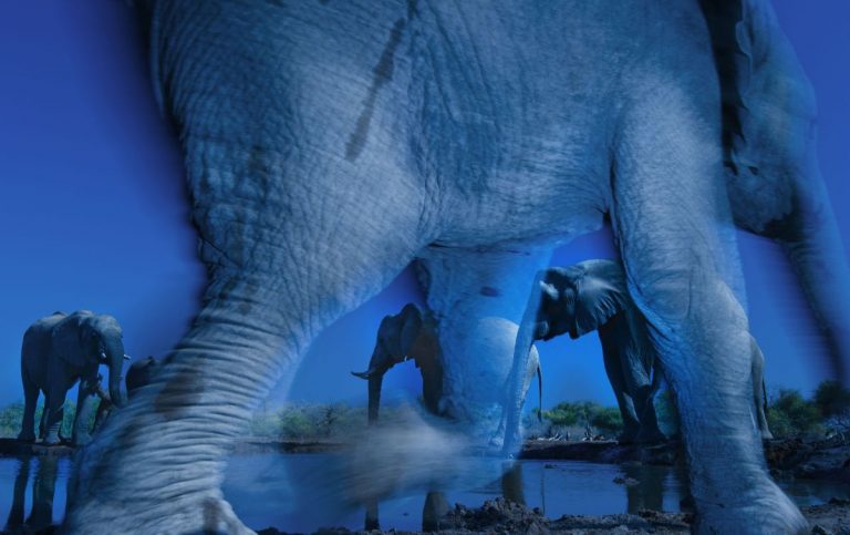 A Roma i vincitori del Wildlife Photographer of the Year