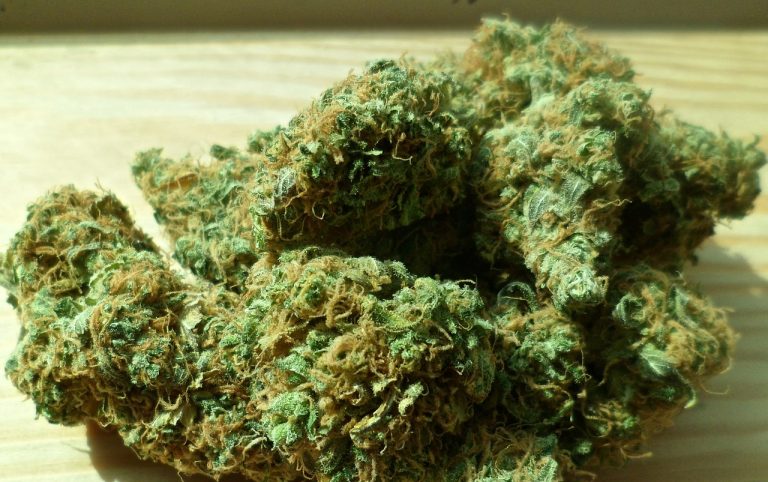 Toscana: via libera alla cannabis terapeutica made in Italy