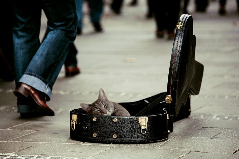 Anche ai gatti piace la musica