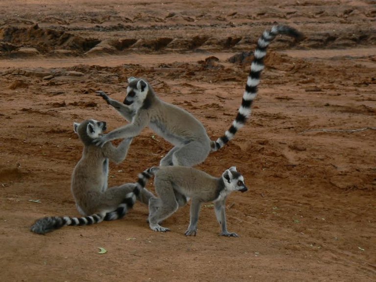 I lemuri sono amichevoli. Ma solo quando conviene