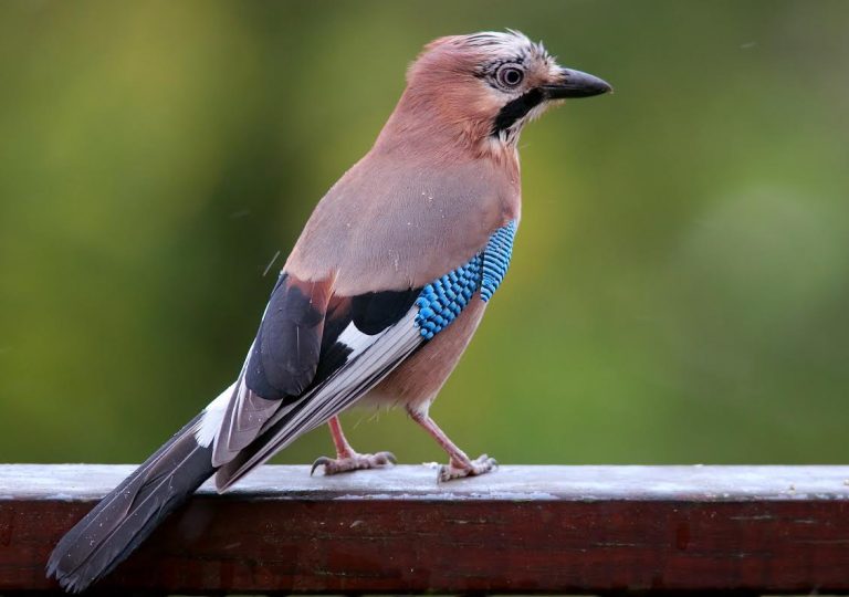 Perché gli uccelli non diventano brizzolati