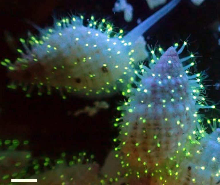 Una nuova specie fluorescente nel Mar Rosso