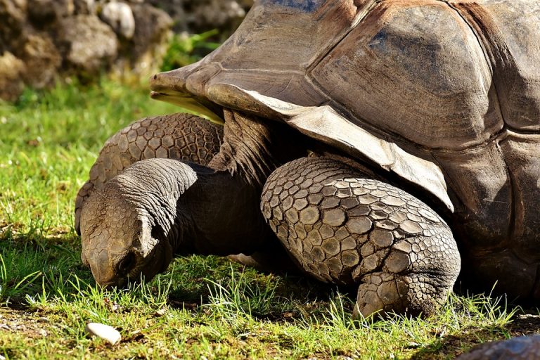 Tartarughe: quanto conta la forma del guscio per tornare in piedi?