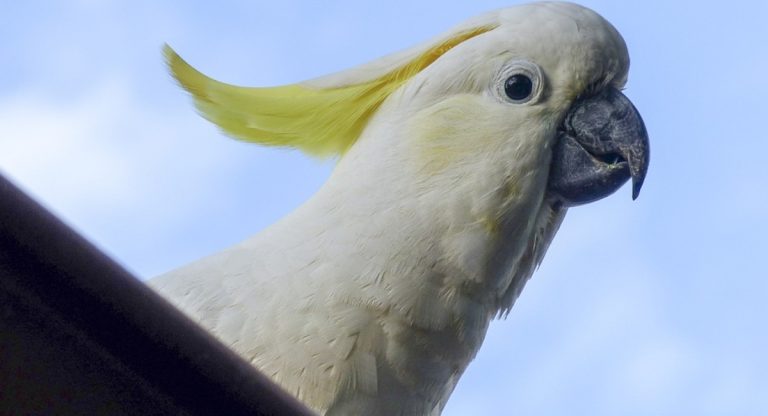 cacatua