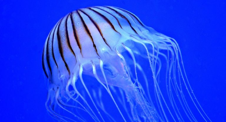 meduse