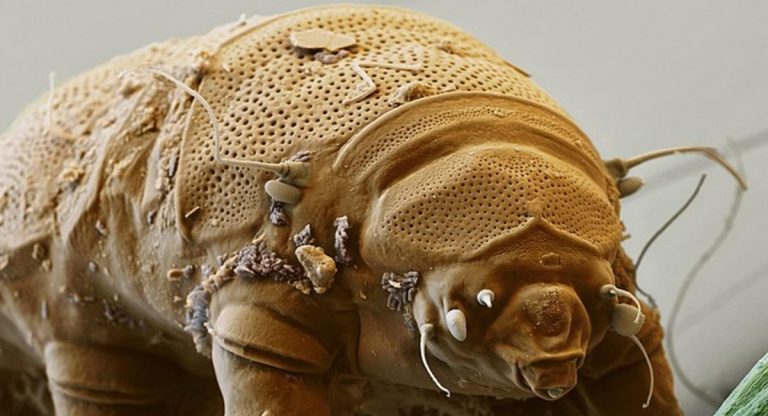 tardigradi