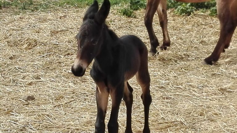 quarantena mula asino puledro cavalla cavallo ibrido fertile