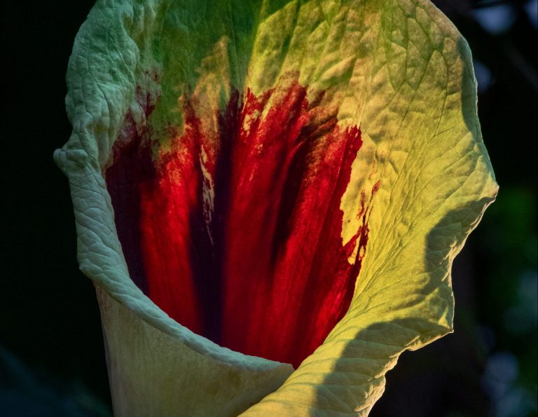 Pseudohydrosme gabunensis fiore tropicale gabon rarissimo cavolo