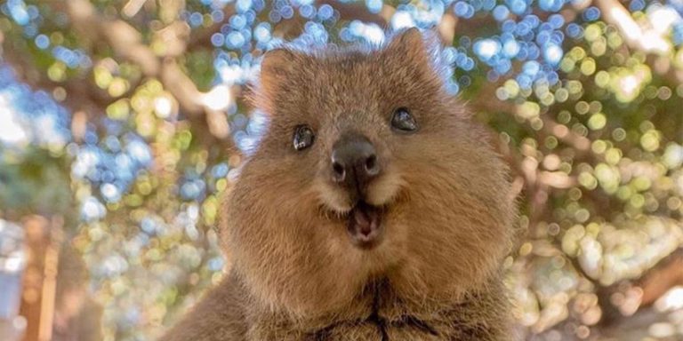 Animali ridono, il quokka