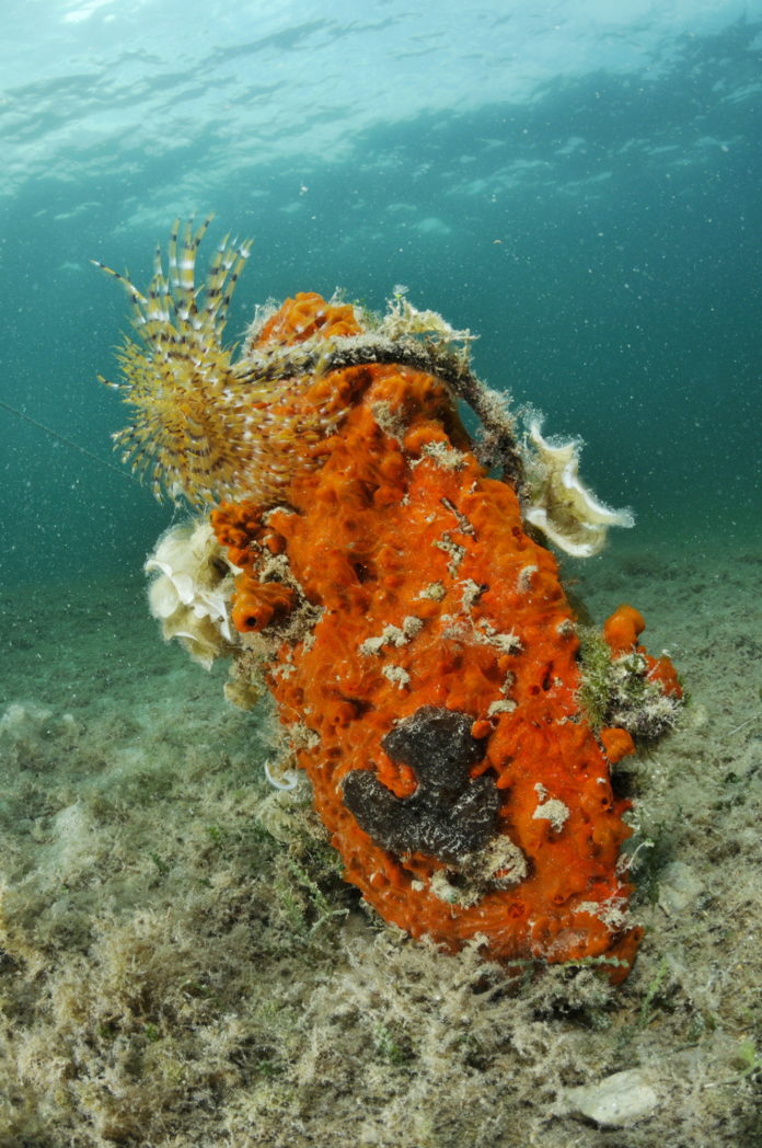 una pinna in mare ne segnala la presenza