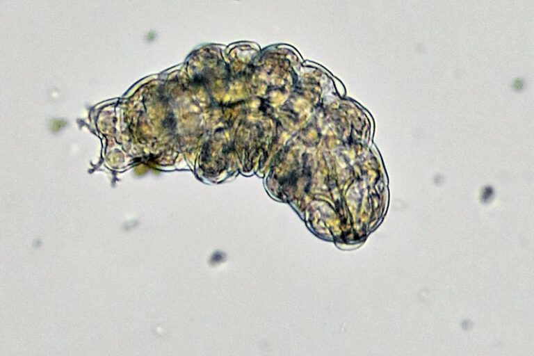 tardigradi